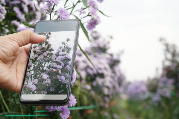 istock using a cell phone to take pictures of flowers 1364695547