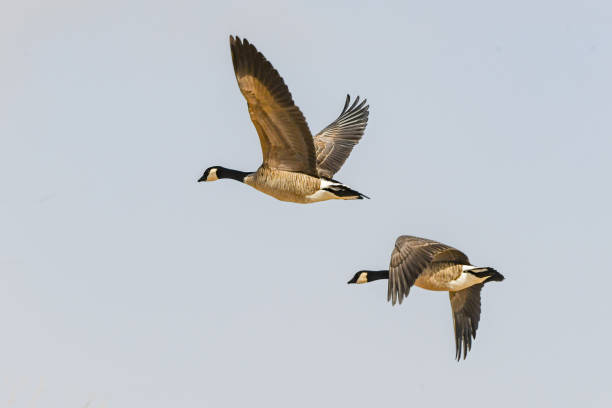 istock Two Canada geese flying together close up 1364699093