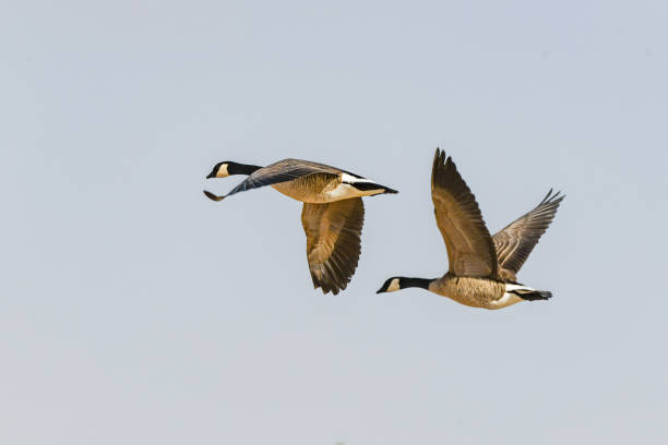 istock Two Canada geese flying together close up 1364699096