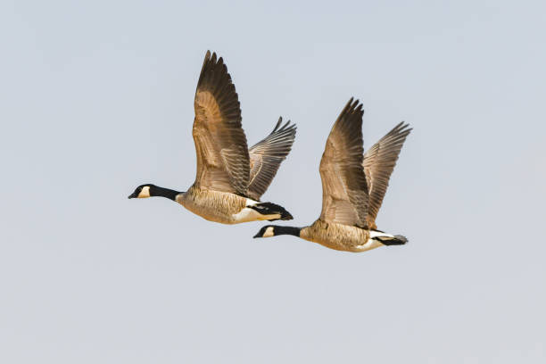 Two Canada geese flying together close up Two Canada geese flying together close up on a cold very windy day in Colorado Springs, Colorado in western United States of America (USA). canada goose stock pictures, royalty-free photos & images