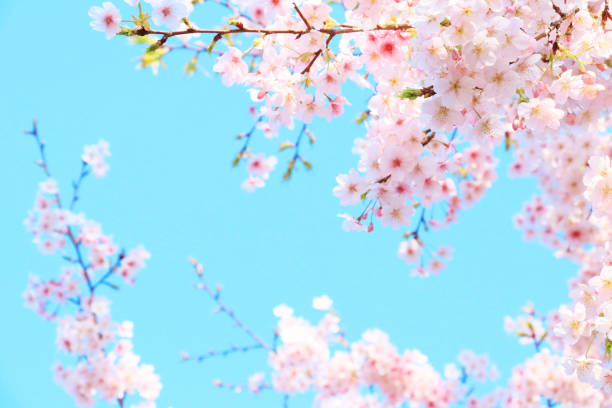 istock Cherry blossoms in full bloom and the blue sky of spring 1364700035