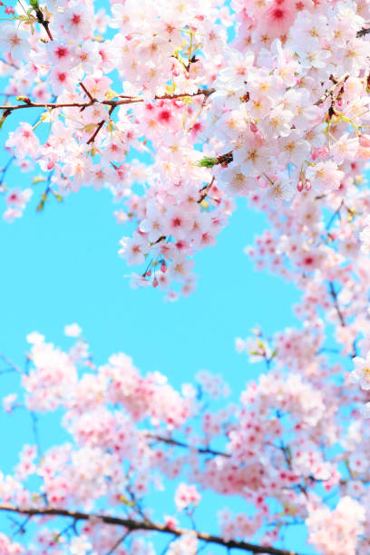 istock Cherry blossoms in full bloom and the blue sky of spring 1364700039