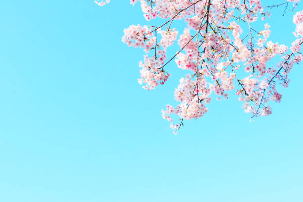 istock Cherry blossoms in full bloom and the blue sky of spring 1364700056