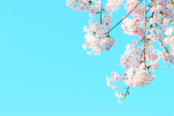 istock Cherry blossoms in full bloom and the blue sky of spring 1364700085