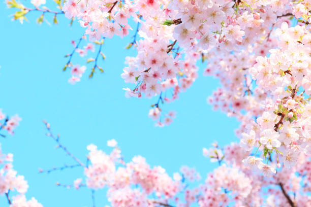 istock Cherry blossoms in full bloom and the blue sky of spring 1364700088