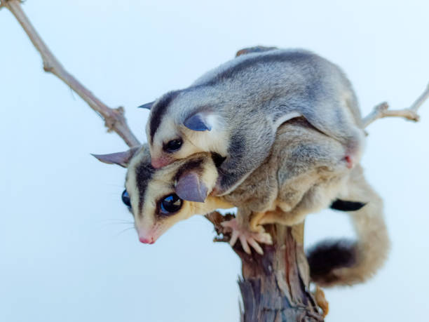 istock Mother and baby sugar glider on a stump 1364708023