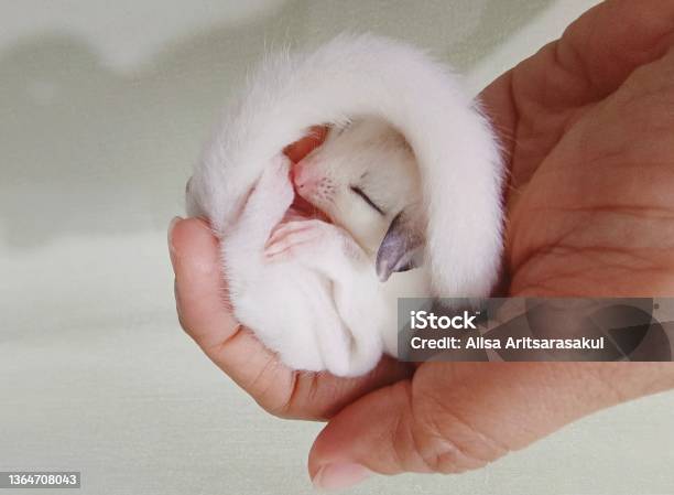Sugar Glider Sleep In Hand Stock Photo - Download Image Now - Sugar Glider, Squirrel, Baby - Human Age