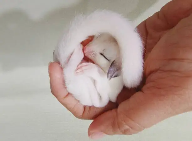 White sugar glider sleep well in hand