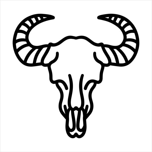 illustrazioni stock, clip art, cartoni animati e icone di tendenza di corno circolare del cranio di bufalo - horned death dead texas longhorn cattle