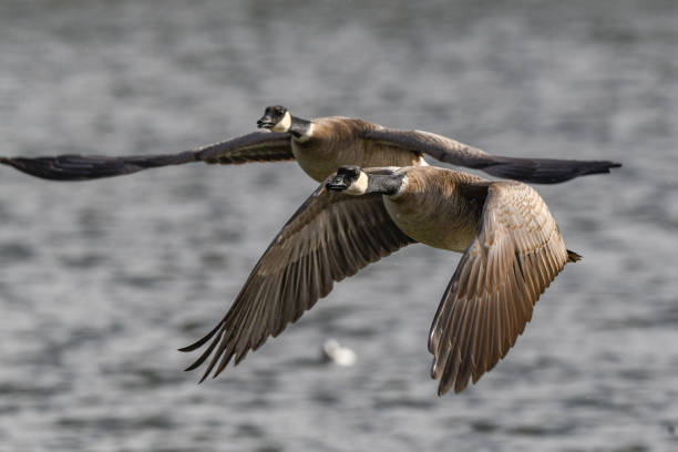 Two Canada geese flying together close up on a cold very windy day in Colorado Springs, Colorado in western United States of America (USA).