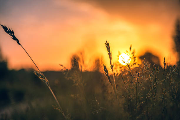 istock Morning nature in sunlight and dew 1364711917