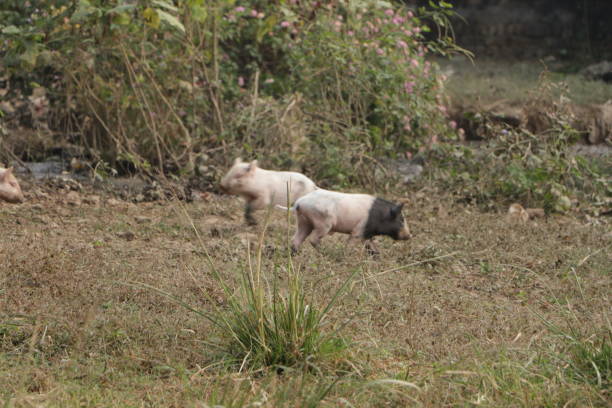 istock Pig with Piglet on the field. 1364712948