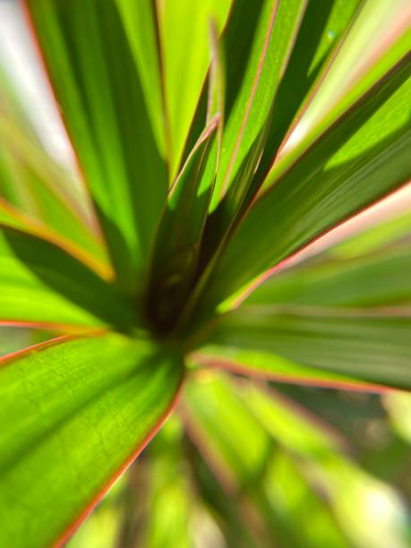 Saw Palmetto Leaves Looking down at a saw palmetto plant. saw palmetto stock pictures, royalty-free photos & images