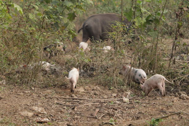 istock Pig with Piglet on the field. 1364713561