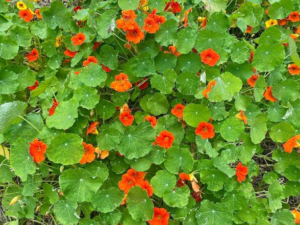 Orange Tropaeolum  commonly known as nasturtium in garden