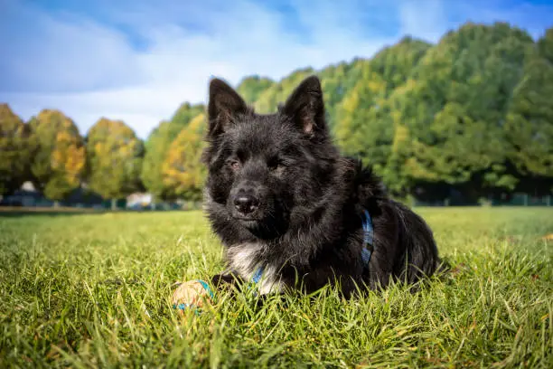 Black fluffy dog portrait resting in the grass. Australian Shepherd x Keeshond puppy. Selective focus.