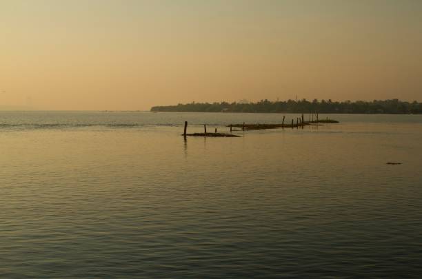 istock Line of coconut tree pillars in the lake 1364715898