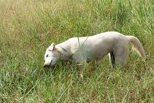 White dog of Thailand. Standing and chewing green grass outdoors