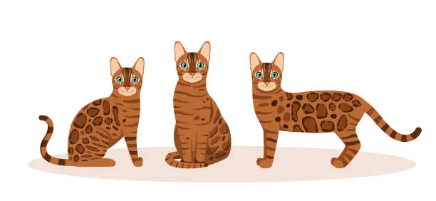 Vector illustration of A set of Bengal cats