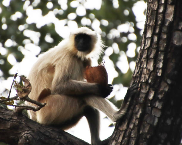 istock Monkey sitting on the branch of a tree and eating coconut 1364719846