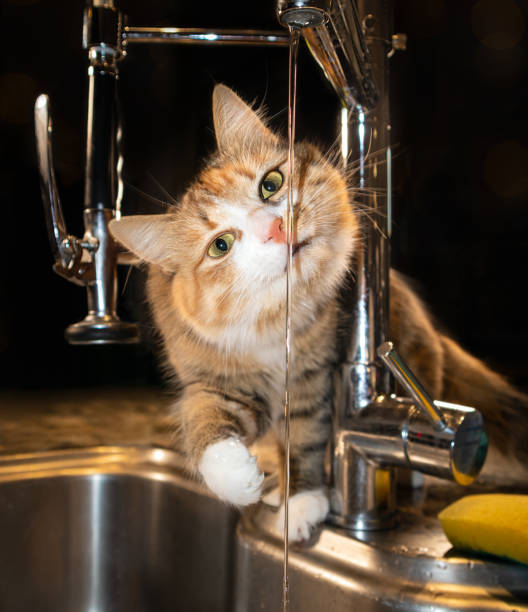 istock Cat sniffing on running water from kitchen tap or faucet. 1364719852
