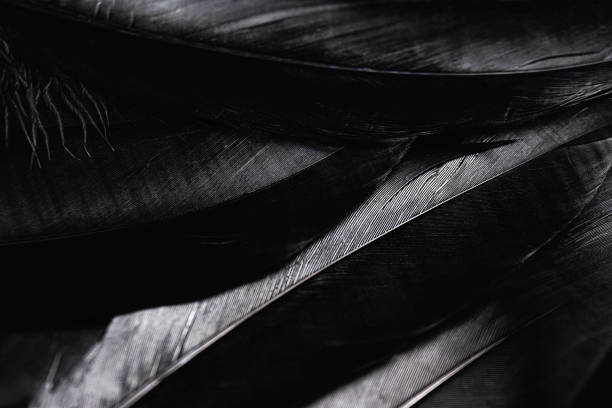 istock Black Bird Feathers Texture Vintage Background 1364721162