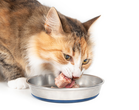 Concept for raw food diet for cats, dogs and pets or cats are carnivores. Selective focus and isolated on white.