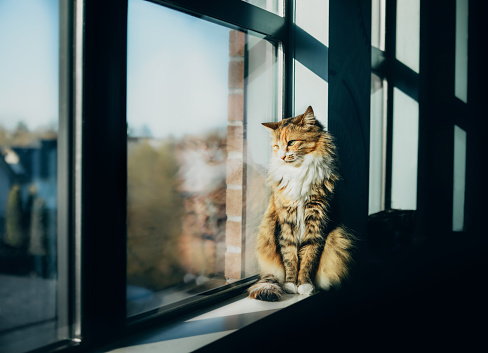 Cute striped female kitty watching birds through window. Heavy shadows with defocused cat reflection and residential neighborhood. Selective focus.