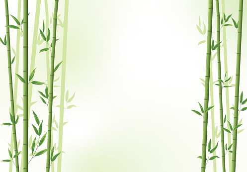 Vector bamboo forest banner. East Asian tropical plants background.