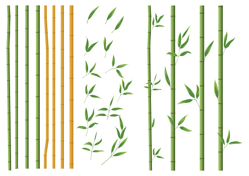 Vector realistic bamboo sticks. Brown and green tree branch and stems with leaves isolated decorative closeup elements, east forest trees, exotic botanical decor