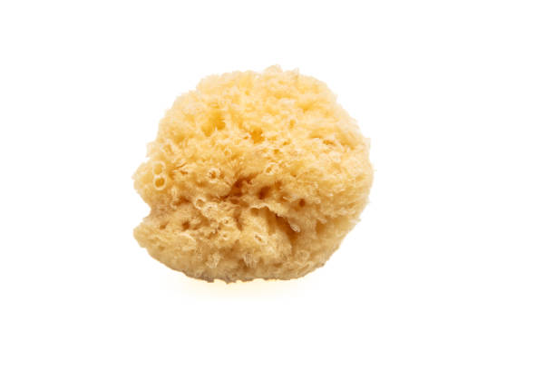 Natural bath sponge isolated cutout on white background. Face cleaning and body care Natural sponge isolated cutout on white background. Yellow color accessory for bath, face cleaning and body care sponge bath sponge nature animal stock pictures, royalty-free photos & images