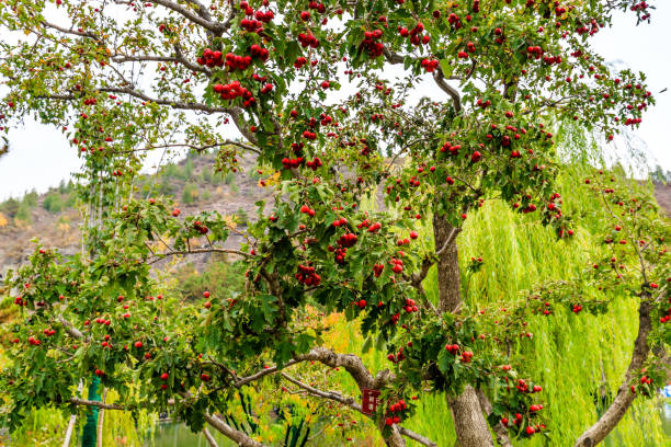fruta de espino en el jardín de otoño - tree hawthorn isolated cut out fotografías e imágenes de stock