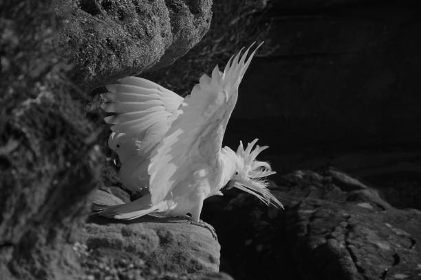 istock Black and White View of a Bowing Cockatoo spitting Feathers 1364722712