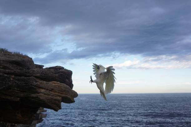cockatoo approaching a cliff claws first - 小葵花美冠鸚鵡 個照片及圖片檔