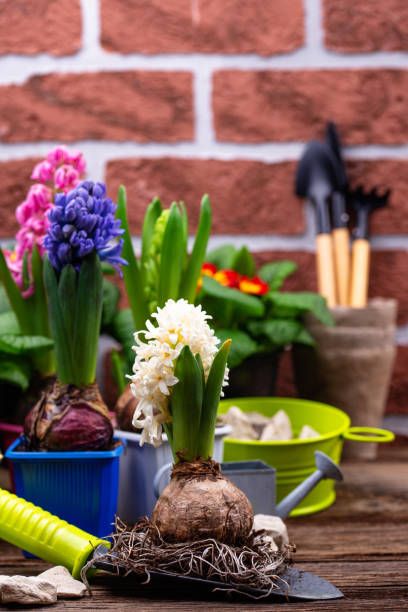 istock Spring gardening concept with blooming flowers 1364723543