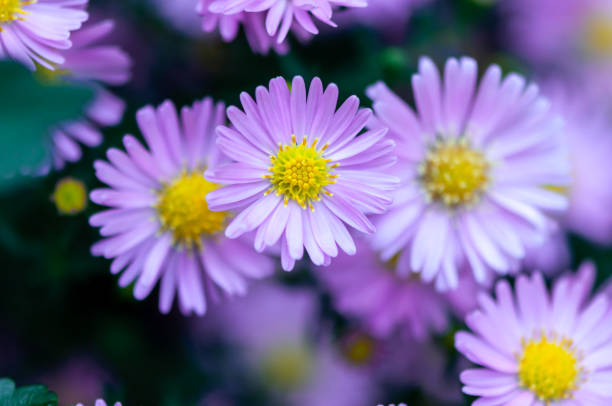 istock Close-up of pink flowers 1364724488