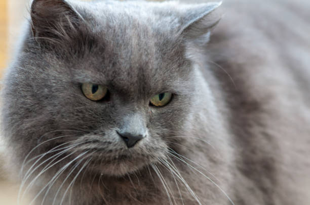 istock Portrait of a grey cat 1364724525