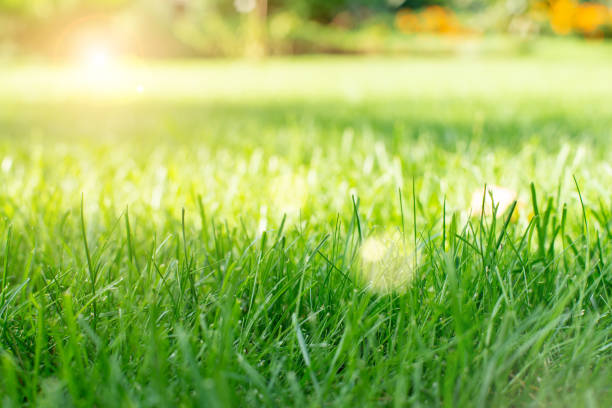 istock Mowed green backyard grass under trees closeup view 1364725600
