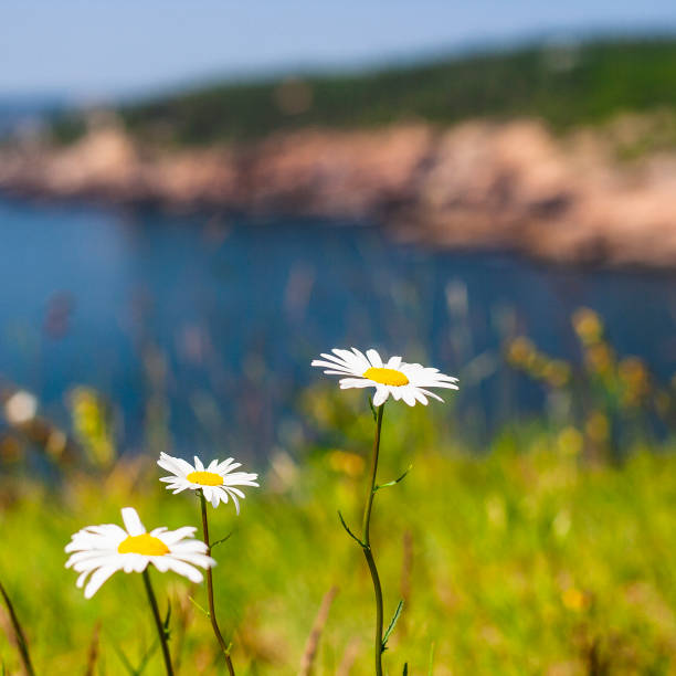 parc national acadia, maine - travel maine coast region lighthouse lighting equipment photos et images de collection