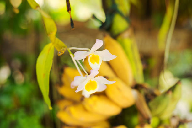 White colored orchid with yellow center