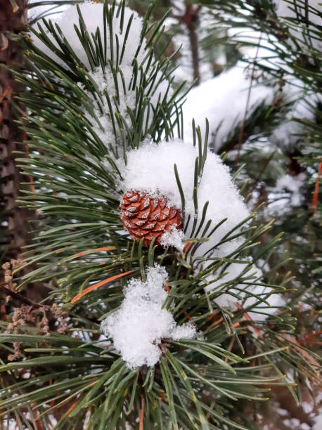 nieve derretida en ramas de pino con conos - january pine cone february snow fotografías e imágenes de stock