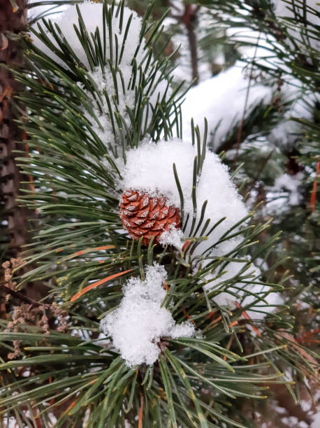 derretimento da neve em galhos de pinheiros com cones - january pine cone february snow - fotografias e filmes do acervo