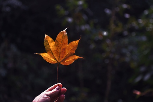 hand holding autumn leaf