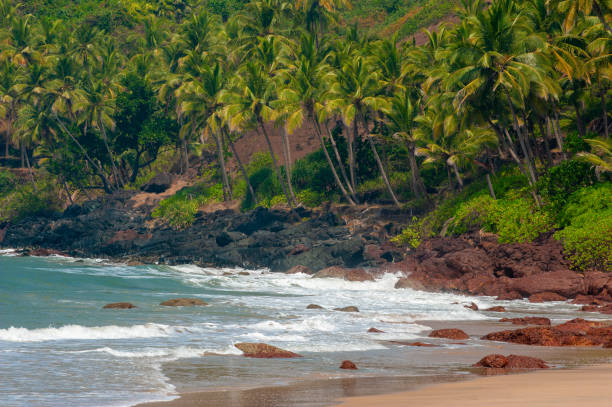 istock Palm trees and sea in Goa.