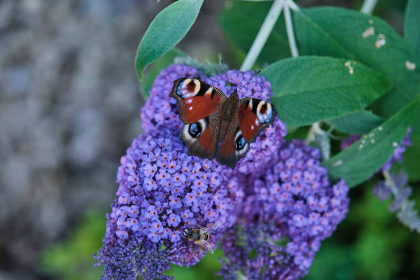 istock Aglais io, European peacock butterfly, on summer lilac 1364735357