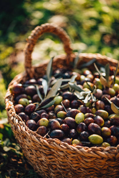 istock Olives in a Wicker Basket 1364735468