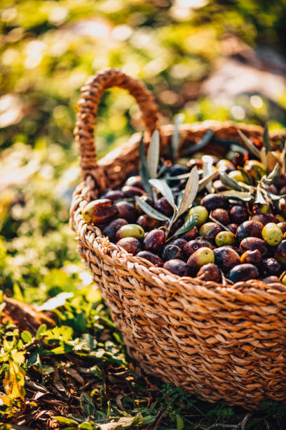 istock Olives in a Wicker Basket 1364735810