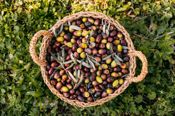 Olives in a Wicker Basket Olive Harvest olive orchard stock pictures, royalty-free photos & images