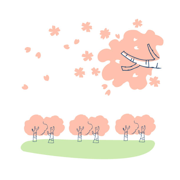 ilustrações, clipart, desenhos animados e ícones de paisagem com flores de cerejeira - cherry blossom blossom cherry tree sakura