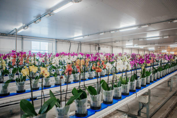 istock The inside of a working orchid greenhouse 1364737031